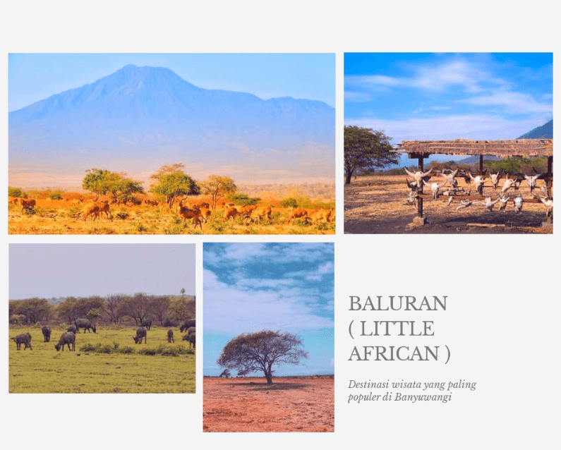 destinasi wisata baluran holidaynesia